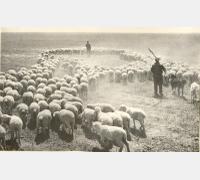 Отара овец, посланная в колхозы Сталинградской области от кировских колхозников. Фото А. Скурихина